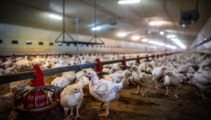 ABD'de 2,7 milyon tavuk itlaf edilecek