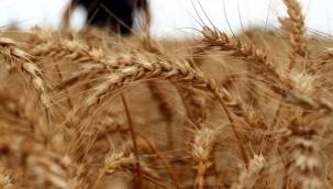 Buğday fiyatları 14 yılın zirvesinde