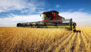  Buğday fiyatları %5'ten fazla artış gösterdi