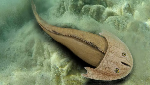 Çin'de 436 milyon yıllık balık fosili bulundu