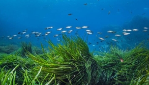 Deniz çayırları tehdit altında