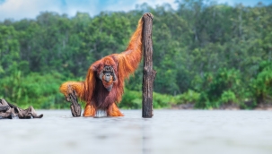 Dünya Doğa Fotoğraf Ödülleri sahiplerini buldu
