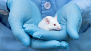 Farelerde yaşlanma süreci kısmen tersine çevrildi