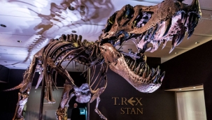 Fosil "Stan", Abu Dabi'deki müzede sergilenecek