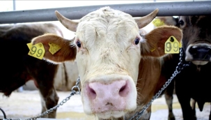 Isparta'da şap hastalığı nedeniyle karantina