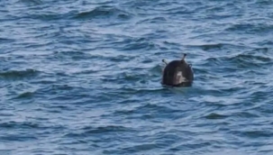 İstanbul Boğazı'nda "Ukrayna mayını" paniği