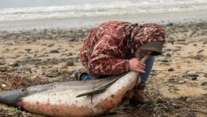 İstanbul'da yunuslar karaya vurdu