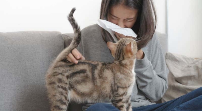 CRISPR ile alerji yapmayan kedi üretilecek