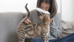 CRISPR ile alerji yapmayan kedi üretilecek