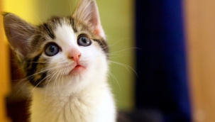Kedilerin yeni hastalığı: ''FIP''