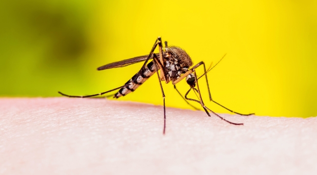 Kenya'da sarıhumma salgını alarmı