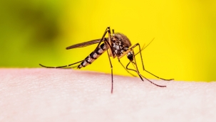 Kenya'da sarıhumma salgını alarmı