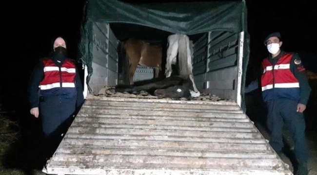 Manisa'da eşek eti satan 5 kişi gözaltına alındı