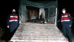 Manisa'da eşek eti satan 5 kişi gözaltına alındı