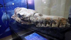 Peru'da 36 milyon yıllık balina fosili keşfedildi