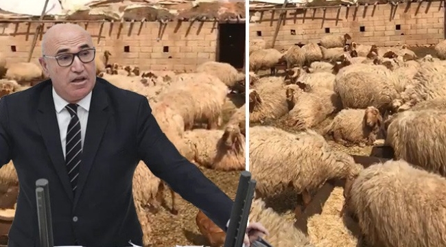Tanal: "Şanlıurfa'da 17 koyun gözaltına alındı"