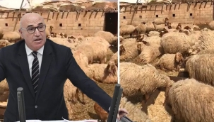Tanal: "Şanlıurfa'da 17 koyun gözaltına alındı"