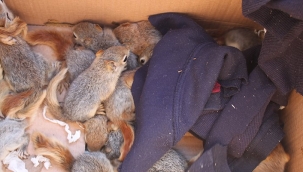 Sincap satan pet shop sahibine 23 bin 360 TL ceza