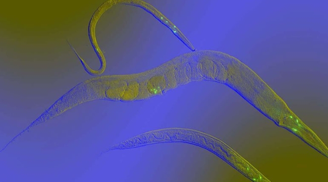 Kanser teşhisinde solucanlar kullanılabilir