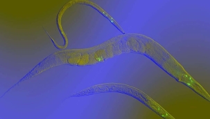 Kanser teşhisinde solucanlar kullanılabilir