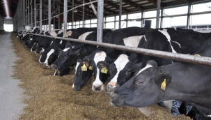 Türkiye, 3 ülke haricinde et ihraç etmeyi durdurdu