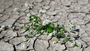 Hayvan ve bitki türleri giderek yok oluyor