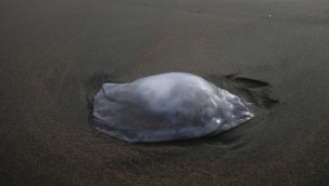 Zehirli deniz anaları Hatay'da kıyıya vurdu