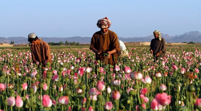 Afganistan'da uyuşturucu üretimi yasaklandı