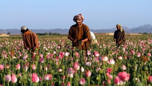 Afganistan'da uyuşturucu üretimi yasaklandı