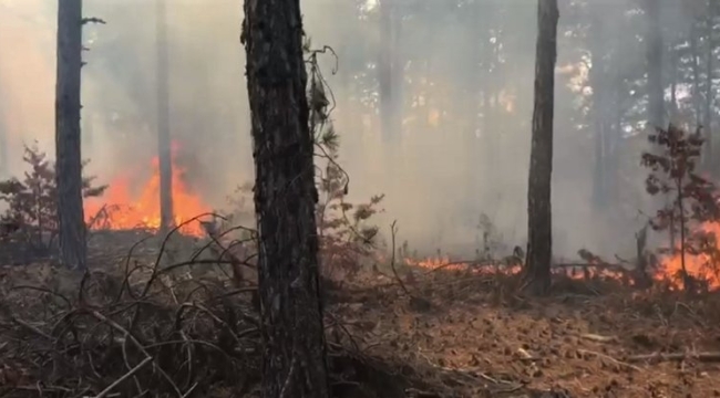 Balıkesir'de orman yangını kontrol altına alındı