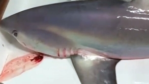 Çanakkale boğazında köpek balığı yakalandı