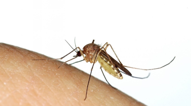 DSÖ: "Böcekler bir sonraki salgını tetikleyebilir"