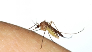 DSÖ: "Böcekler bir sonraki salgını tetikleyebilir"