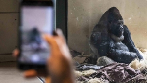 Hayvanat bahçesindeki goril telefon bağımlısı oldu