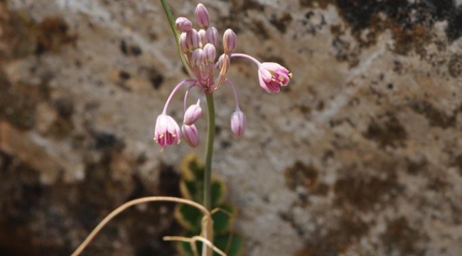 İzmir'de yeni bir endemik bitki türü keşfedildi