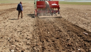 Kırşehir Belediyesi, 400 dönüm nohut ekti