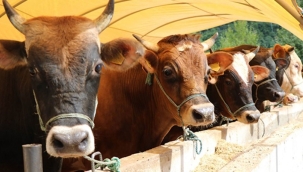 Kurban'da küçükbaş 3-4, büyükbaş 60-70 bin lira