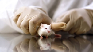 Programlanmış hücreler organları yenileyecek