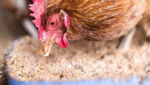 Tavuk yemlerinde GDO serbest