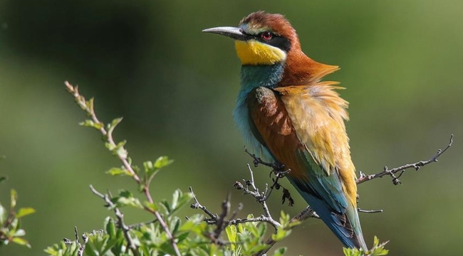 Türkiye'deki kuş popülasyonu %50 azaldı