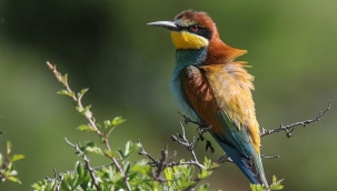 Türkiye'deki kuş popülasyonu %50 azaldı
