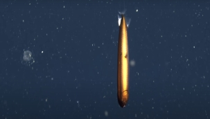 ABD'de nadir Ejder Balığı görüntülendi