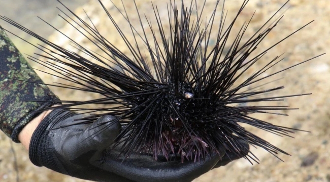 Akdeniz'de istilacı deniz kestanesi tehlikesi