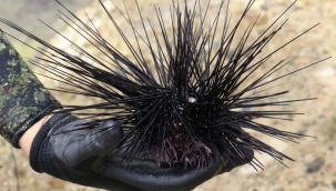 Akdeniz'de istilacı deniz kestanesi tehlikesi