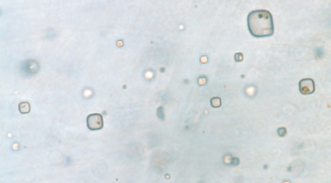 Avustralya'da 830 milyon yıllık organizma bulundu