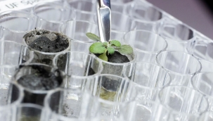 Ay toprağında ilk defa bitki yetiştirildi