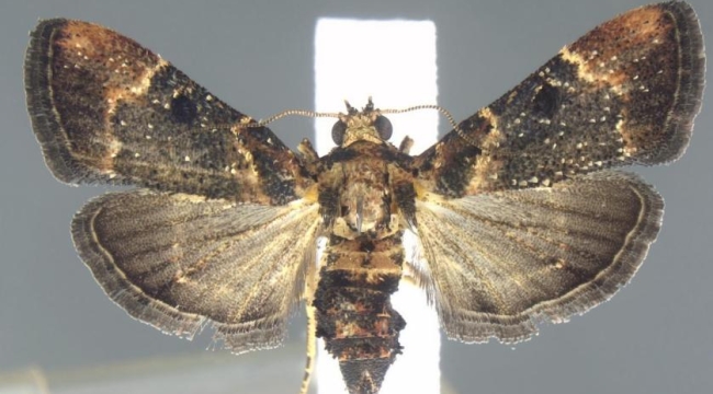 1912'den beri görülmeyen güve türü kıtaları aşmış