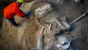 Bir Pompeii kurbanının DNA dizilimi çıkarıldı
