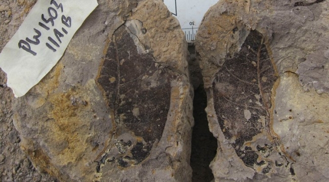 Borneo'da 4 milyon yıllık orman keşfedildi