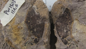 Borneo'da 4 milyon yıllık orman keşfedildi